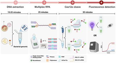 A multiplex RPA coupled with CRISPR-Cas12a system for rapid and cost-effective identification of carbapenem-resistant Acinetobacter baumannii